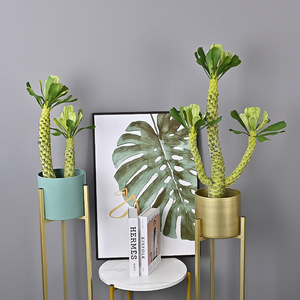 Simulation Plante Verte Cactus Roi Fouet Cactus En Pot Brésilien Dragon Os Arbre Désert Tropical Aménagement Paysager Décoration de La Maison - Product Image 5
