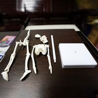 Modelo de Esqueleto Humano Anatómico Mini de 22CM, Desmontable y Articulado, de PVC, para Ciencias Médicas