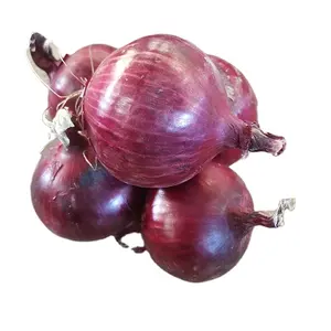 New Season Red Onion 5-8cm Gansu Fresh Onion Bulk Supply