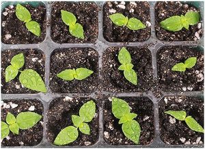 12-होल सीड डिब्बर, लकड़ी के हैंडल के साथ डिब्बर गार्डन टूल - Product Image 6