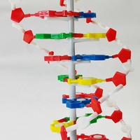 Modèle d'ADN/Modèle biologique Enseignement médical Modèle de structure d'ADN à double hélice biologique