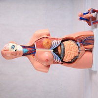 Modèle d'anatomie féminine réaliste de 45 cm avec organes amovibles pour les écoles de formation infirmière, modèle médical scientifique, mannequin demi-corps