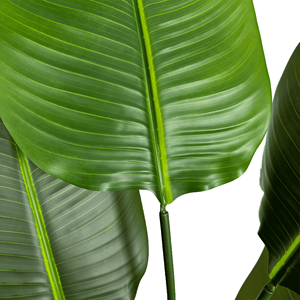 190cm Artificial Traveler <strong>Banana</strong> Plant Greenery Plastic Bonsai Plant <strong>Banana</strong> Artificial <strong>Tree</strong> For Interior Home Office Decoration - Product Image 3