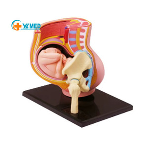 Modelo Educativo de ciencia médica de buena calidad para mujeres, modelo de anatomía del embarazo, hecho de material de PVC - Product Image 1