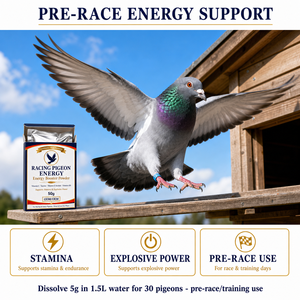 Suplemento Energético en Polvo para Palomas de Competición, para Mejorar la Resistencia Pre-competición <span class=keywords><strong>y</strong></span> la Recuperación de Electrolitos, 50g en Stock - Product Image 3