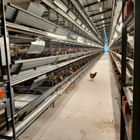 Système de cage à batterie pour poulets de chair automatique de grande capacité (50 000 poulets) pour élevage avicole automatique, type H, pour ligne de poulailler industriel