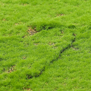 Gazon artificiel en polyester Angus Simulated Moss Landscape Turf 200cm+ pour décoration intérieure et extérieure et accessoires de photographie - Product Image 2