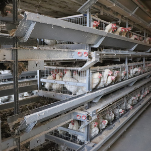 Toptan kaliteli ve Modern otomatik tavuk tabakası yükselterek 20000 yumurta tavuk yükseltmek için çin fabrikadan pil kafes - Product Image 1