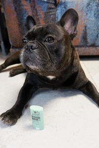Gjyc Pet Stick Crème de Guérison du Nez Marque Privée Baume Naturel pour les Pattes de <span class=keywords><strong>Chien</strong></span> Organique - Product Image 6