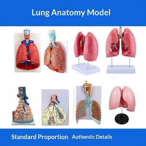 Matériel pédagogique pour le système respiratoire : Throat Heart Lungs, Segments pulmonaires codés par couleur, Structure des organes internes, Poumons malades, Modèle humain - Product Image 2