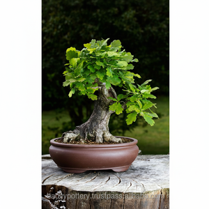 Bonsaï Planteur - Product Image 1