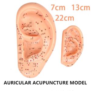 Modèle d'<span class=keywords><strong>acupuncture</strong></span> <span class=keywords><strong>auriculaire</strong></span> de médecine chinoise de 7 cm pour application <span class=keywords><strong>auriculaire</strong></span> - Product Image 3