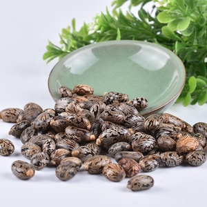 بي ما زي الخروع بذور الفول التوابل والأعشاب واحدة للبيع - Product Image 5