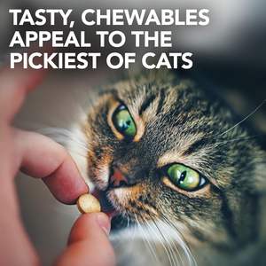 Complément alimentaire pour la vision des chats certifié GMP avec huile <span class=keywords><strong>de</strong></span> <span class=keywords><strong>foie</strong></span> <span class=keywords><strong>de</strong></span> <span class=keywords><strong>morue</strong></span> pour maintenir l'intégrité et la structure <span class=keywords><strong>de</strong></span> l'œil, service OEM - Product Image 3