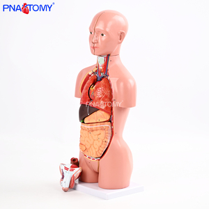 Modello Anatomico di Torso Umano Biseksuale in PVC da 45cm per Insegnamento Medico e Scientifico, Confezione da 16 Parti - Product Image 4