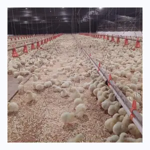 Forniture di pollame per allevamento di polli all'ingrosso di alta qualità nelle filippine