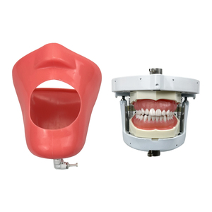 Modelo de Cabeza de Maniquí Dental para Entrenamiento, Simulador Dental con Dientes para Prácticas de Enseñanza y Estudio, Equipo de Odontología - Product Image 2
