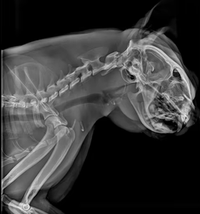 Sistema de Imagenología Veterinaria Todo en Uno: Escáner CT, Radiografía Digital Dinámica DR, Máquina de Imagenología Dental Panorámica - Product Image 4