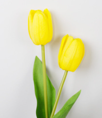 สีเหลือง