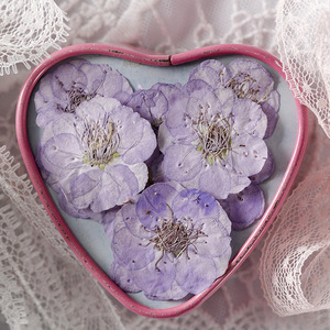 12 pièces/sac fleur de prunier carte faisant des fournitures résine bijoux plante naturelle écologique vraie fleur pressée - Product Image 6