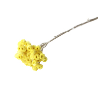 Bunga Kering Helichrysum Italicum Alami Berkualitas Tinggi 100g/Paket, Buket Paskah dengan Bunga Krisan