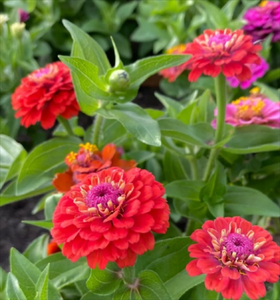 13-13-13 và 15-5-5 And16-<span class=keywords><strong>16</strong></span>-8 axit FULVIC hòa tan trong nước hạt cho nông nghiệp <span class=keywords><strong>NPK</strong></span> hợp chất phân bón hoa phân bón - Product Image 3