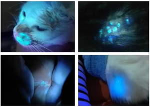 CE-zugelassener tragbarer Dermoskop Medical Veterinary Woods Lamp Skin Analyzer für den Vitiligo Psoriasis-Test - Product Image 2