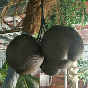 Palmera Artificial Decorativa para Exteriores, Personalizable, con Tronco Curvado, Tipo Coco Real con Hojas de Plátano - Product Image 5