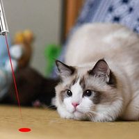 Pointeur laser 3 en 1 pour chats, recharge USB, lumière UV 395 nm, lampe torche et laser pour chats, multifonction, lumière noire, couvercle magnétique