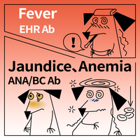 Kit de test rapide combiné pour chiens : Ehrlichia, Anaplasme, Babesiose (anticorps) - Offre Spéciale