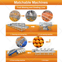 Blauwe bes sorteermachine, tomaten fruit sorteermachine, sinaasappel was- en sorteermachine te koop