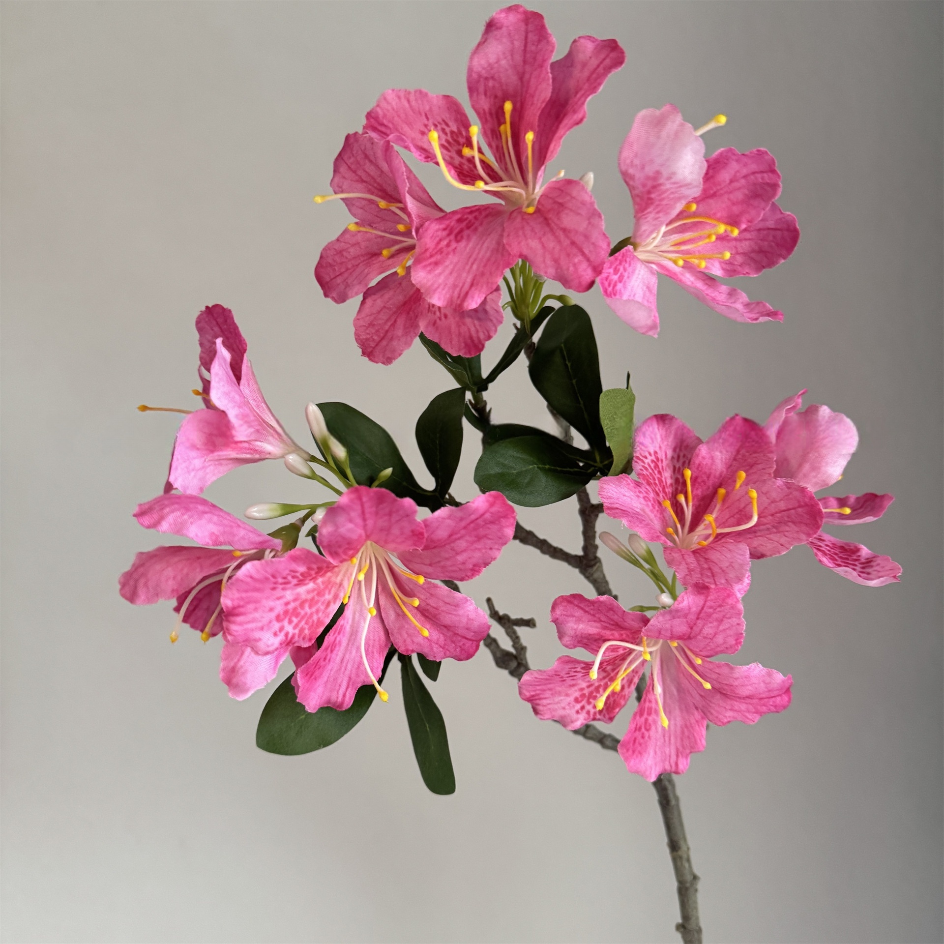 กุหลาบแดง