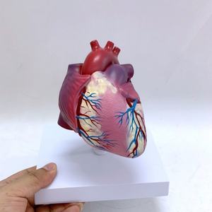 Modelo de Anatomía del Corazón Humano de Alta Calidad, Corazón Grande Natural para Enseñanza - Product Image 2