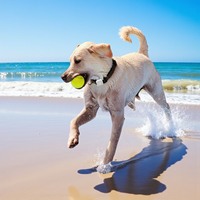 Traceur GPS intelligent pour chien Anti-perte Clôture électronique 4G LTE Suivi en temps réel IP67 Étanche pour chiens d'extérieur