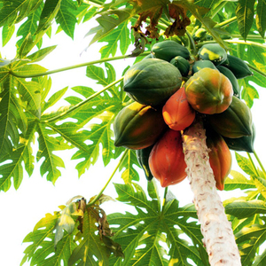 Natural Freeze Dried Instant Organic Dried <strong>Papain</strong> Enzyme Powder Papaya <strong>Extract</strong> - Product Image 6
