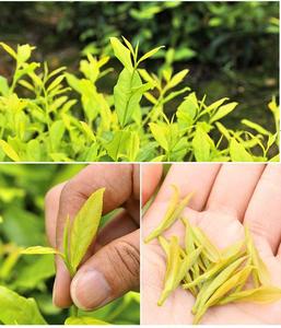 ชาขาวหวงจินหย่า โกลเด้น สปรอต จากโรงงานโดยตรง - ชาแท้จากต้นอ่อนหมิงเฉียน บรรจุภัณฑ์แบบถุงชา  ขั้นต่ำในการสั่งซื้อน้อย และรับผลิตแบบ OEM - Product Image 3