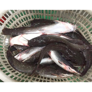 Vente populaire prix de gros africain en vrac Bullhead ou poisson-chat congelé IQF pour l'exportation - Product Image 2