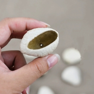 Wholesale Natural Dried White Fruit Shell Hollow Shell For Handcraft DIY And <b>Wind</b> <b>Chimes</b> - Product Image 1