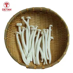 Champignons de haute qualité fabriqués en chine dans des usines avec des champignons de fruits de mer en rotin
