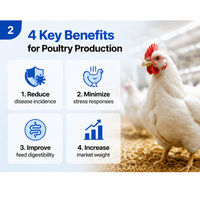 Suppléments de vitamines Lysine et Méthionine pour la croissance rapide des poussins, des poulets, des oiseaux, des poulets de chair et de la volaille – Additif alimentaire pour animaux