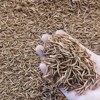 100% vers de farine en vrac naturels sans OGM à haute teneur en protéines pour les oiseaux sauvages, la nourriture pour hamsters, la nourriture pour tortues