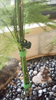 Clips de fixation pour plantes grimpantes en gros, supports de croissance pour plantes de jardin, clips de fixation pour vignes, supports pour orchidées