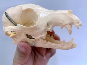 Thú y động vật giải phẫu mô hình xương giảng dạy giáo dục chó Mô hình bộ xương động vật chó Mô Hình Bộ Xương - Product Image 2