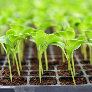 Plateau de germination de l'agriculture Offre Spéciale plateau de semences <span class=keywords><strong>en</strong></span> plastique pour la maison jardin Micro plantes vertes Pots de fleurs et jardinières - Product Image 2