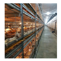 Équipement de ferme pour poulets de chair Cage pour poulets de chair Système de cage automatique pour poulets de chair de bonne qualité