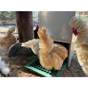 एंटी-स्लिप ट्रेडल स्वचालित चिकन फीडर गैल्वेनाइज्ड आउटडोर वेदरप्रूफ नो-वेस्ट मेटल पोल्ट्री फीडर - Product Image 3