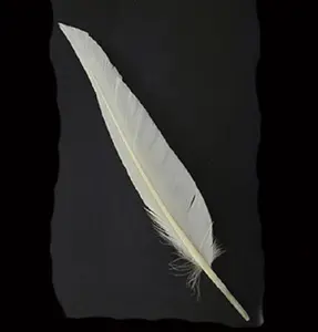 Pluma blanca de pato Natural para manualidades Diy, tocado, sombrero, accesorio para disfraz de pelo, fiesta de carnaval, boda, hogar, decoración de Halloween - Product Image 1