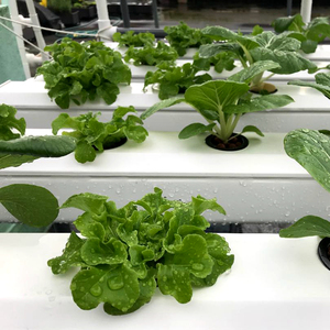 Tubería Cuadrada de PVC de Grado Alimenticio para Cultivo Hidropónico de <span class=keywords><strong>Lechuga</strong></span> a Bajo <span class=keywords><strong>Precio</strong></span> - Product Image 3