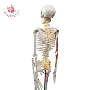 Modèle de squelette humain FRT009 Coloration demi-côté 85cm W/la marque des origines et des terminaisons des muscles pour la science médicale - Product Image 5
