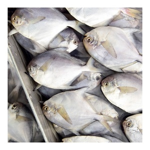 ใหม่ฤดูเงิน <span class=keywords><strong>Pomfret</strong></span> แช่แข็งสีขาว <span class=keywords><strong>Pomfret</strong></span> ปลาที่มีขนาด80-100-150-200g - Product Image 1